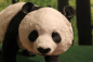 Preview: Pandabär stehend *AUSVERKAUFT*